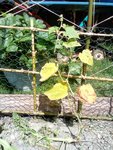 IMG_20200621_123114.jpg