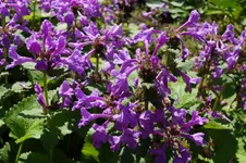 DSC00044.JPG