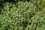 DSC00046.JPG