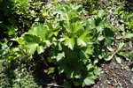 DSC00048.JPG