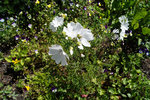 DSC00051.JPG
