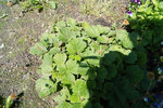 DSC00058.JPG