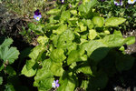DSC00059.JPG