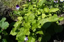 DSC00059.JPG