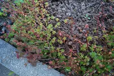 DSC00061.JPG