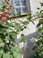 B260167B-9981-491F-912A-460D63D483CF.webp