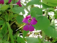 IMG_20200426_133505.webp