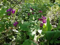 IMG_20200426_133519.webp
