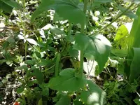 IMG_20200426_133525.webp