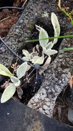 4dd65856-460b-4227-baa5-7f368861352b.webp 4dd65856-460b-4227-baa5-7f368861352b.webp