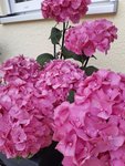 20200621_152025.jpg