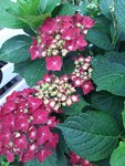 20200619_171531.jpg
