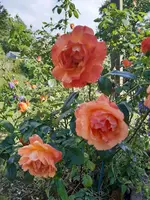 20200620_170139.webp