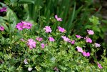 Geranium c.jpg