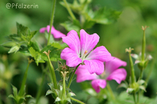 Geranium d.webp