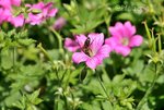 Geranium b.jpg