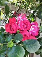 IMG_20200621_115915_1.webp