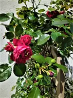 IMG_20200621_115854_3.webp