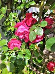 IMG_20200621_115831_1.jpg