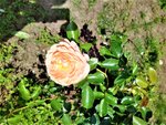 IMG_20200621_115730_2.jpg
