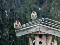 DSCF2158.webp
