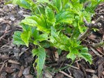 hortensie_20200621.jpg