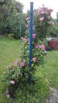 IMG_20200618_174920.jpg