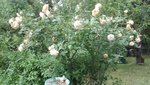 IMG_20200618_174848.jpg