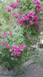 IMG_20200618_174829.webp