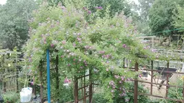 IMG_20200611_171032.webp