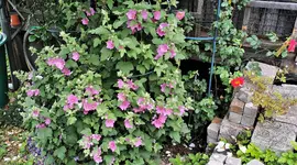 IMG_20200622_101501.webp