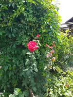 20200622_143449.webp