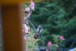 comp_DSC09055.jpg
