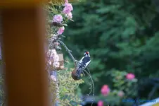 comp_DSC09056.webp