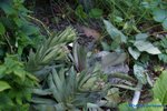 comp_DSC09053.jpg