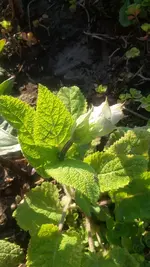 blümchen1.webp
