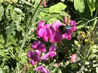 IMG_4789.JPG