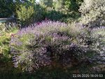 IMG_20200622_180953Lavendel.jpg