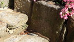 DSC03311Schlange.JPG