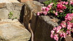 DSC03314Schlange.JPG