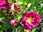 rosa gallica tuscany.JPG