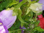 IMG_20200615_094715.jpg