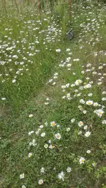 IMG_20200611_170755.webp