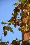 DSC_0829.JPG