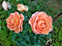 IMG_20200622_092137.webp