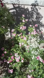 IMG_20200623_172650.webp