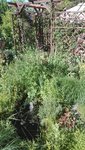 IMG_20200623_172506.jpg