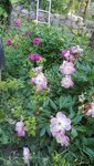 IMG_20200623_174243.jpg