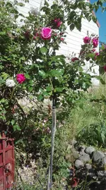 IMG_20200623_172622.webp