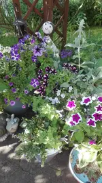 IMG_20200623_175203.webp